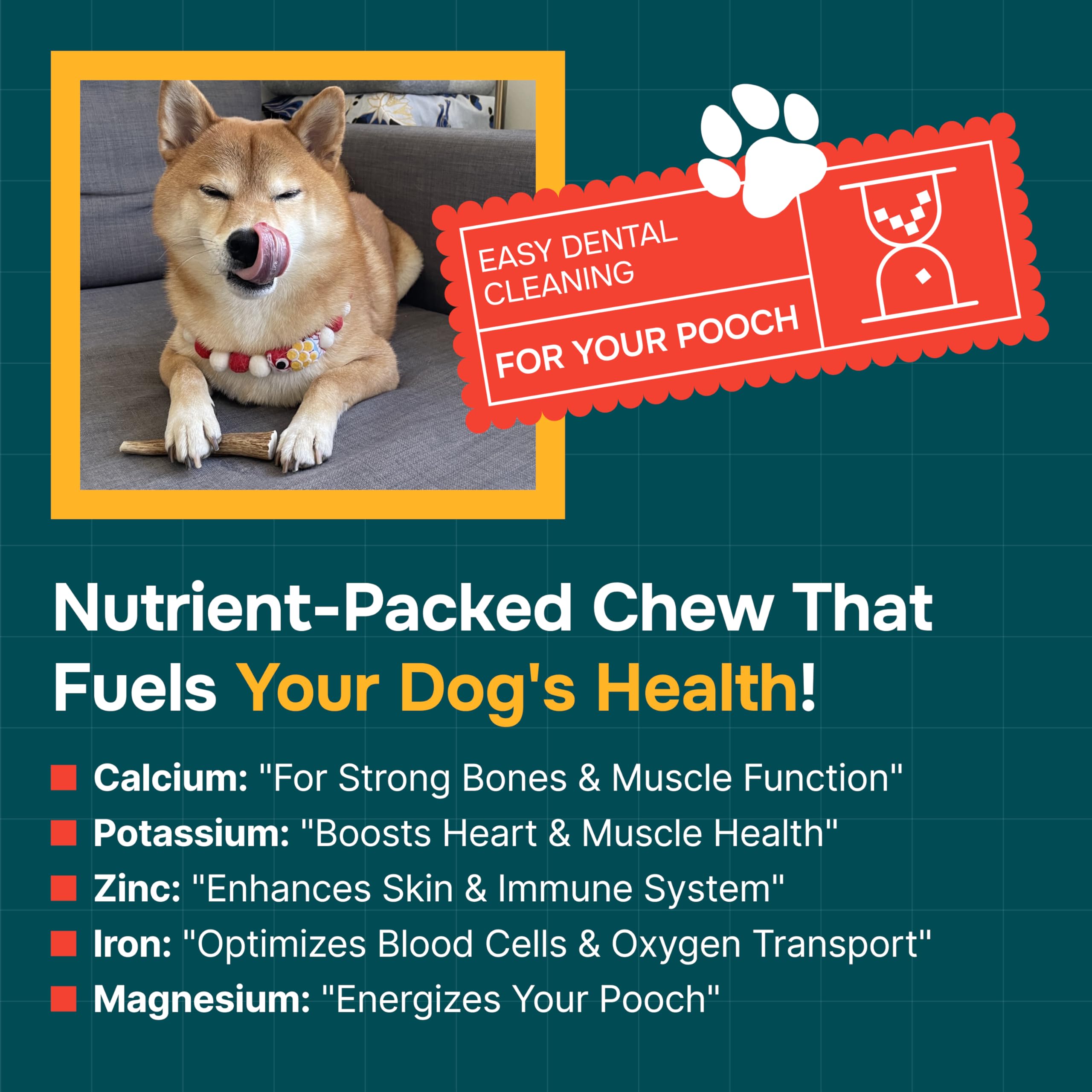 100% Natural - Antlers for Dogs - Naturally Shed in USA - Grade A Long Lasting Chew for Aggressive Chewers - Elk Antlers Dog Antler Chews - Real, Healthy Treats & Toys - No Odor & No Mess - Small
